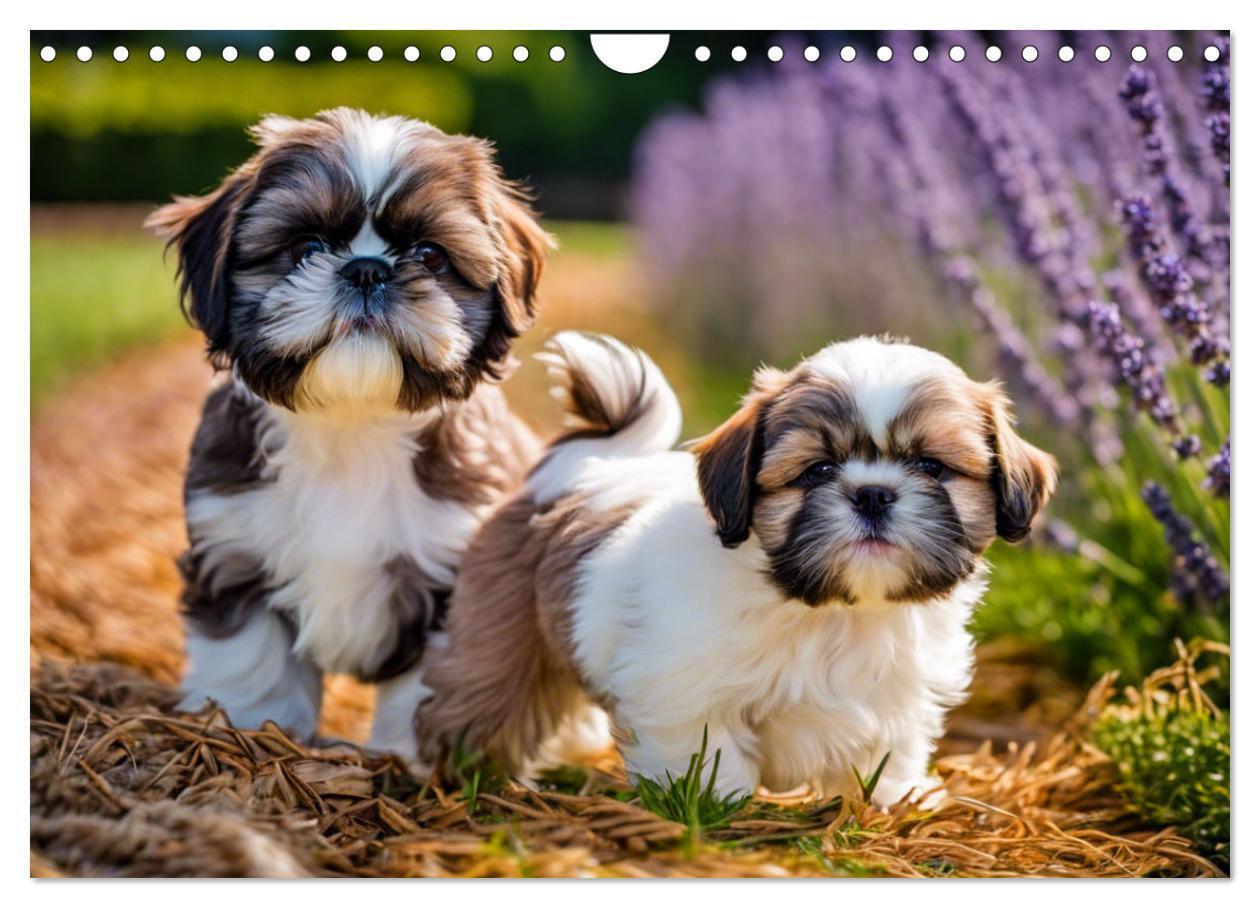 Bild: 9783435639564 | Shih Tzu - der wuschelige Hund aus Tibet (Wandkalender 2025 DIN A4...