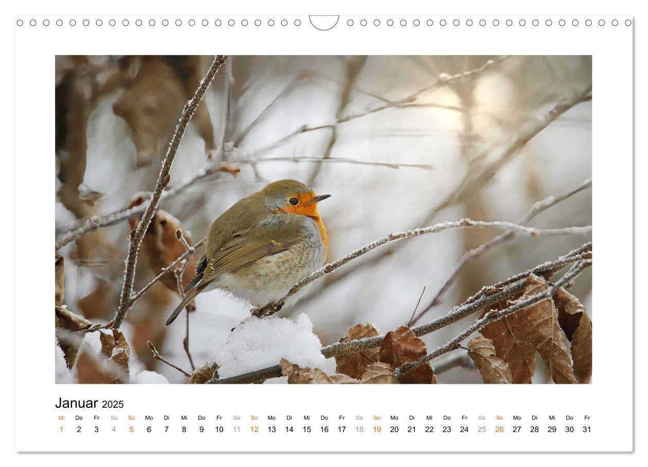 Bild: 9783383914829 | Zauberhafte Rotkehlchen (Wandkalender 2025 DIN A3 quer), CALVENDO...