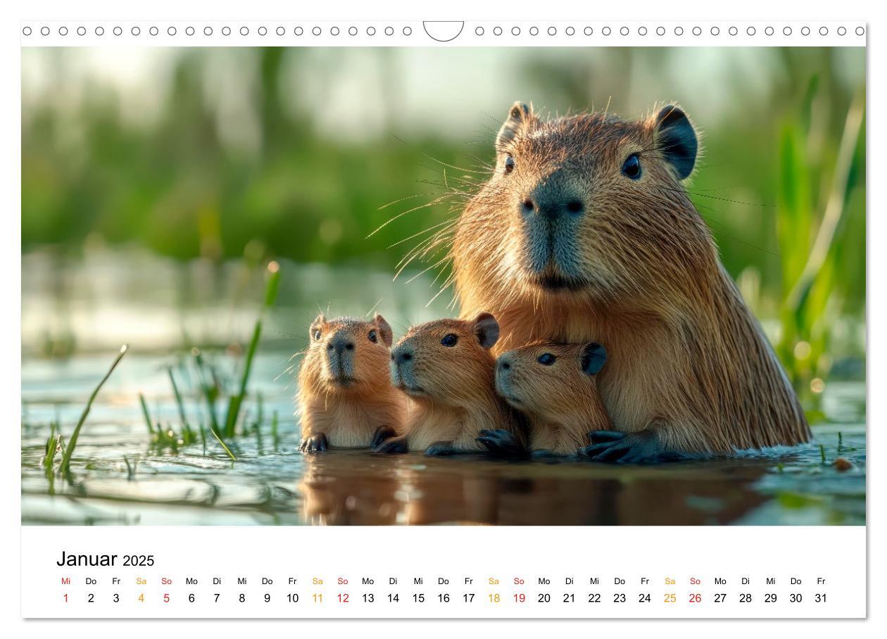 Bild: 9783457244593 | Capybara - liebenswertes großes Wasserschwein (Wandkalender 2025...