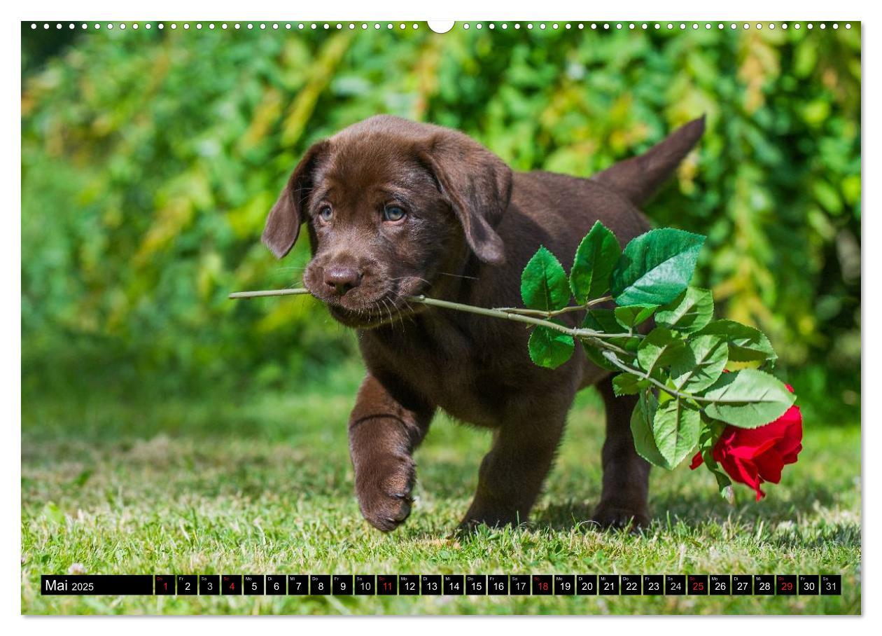 Bild: 9783435640805 | Labrador Retriever - ein Herz auf 4 Pfoten (Wandkalender 2025 DIN...