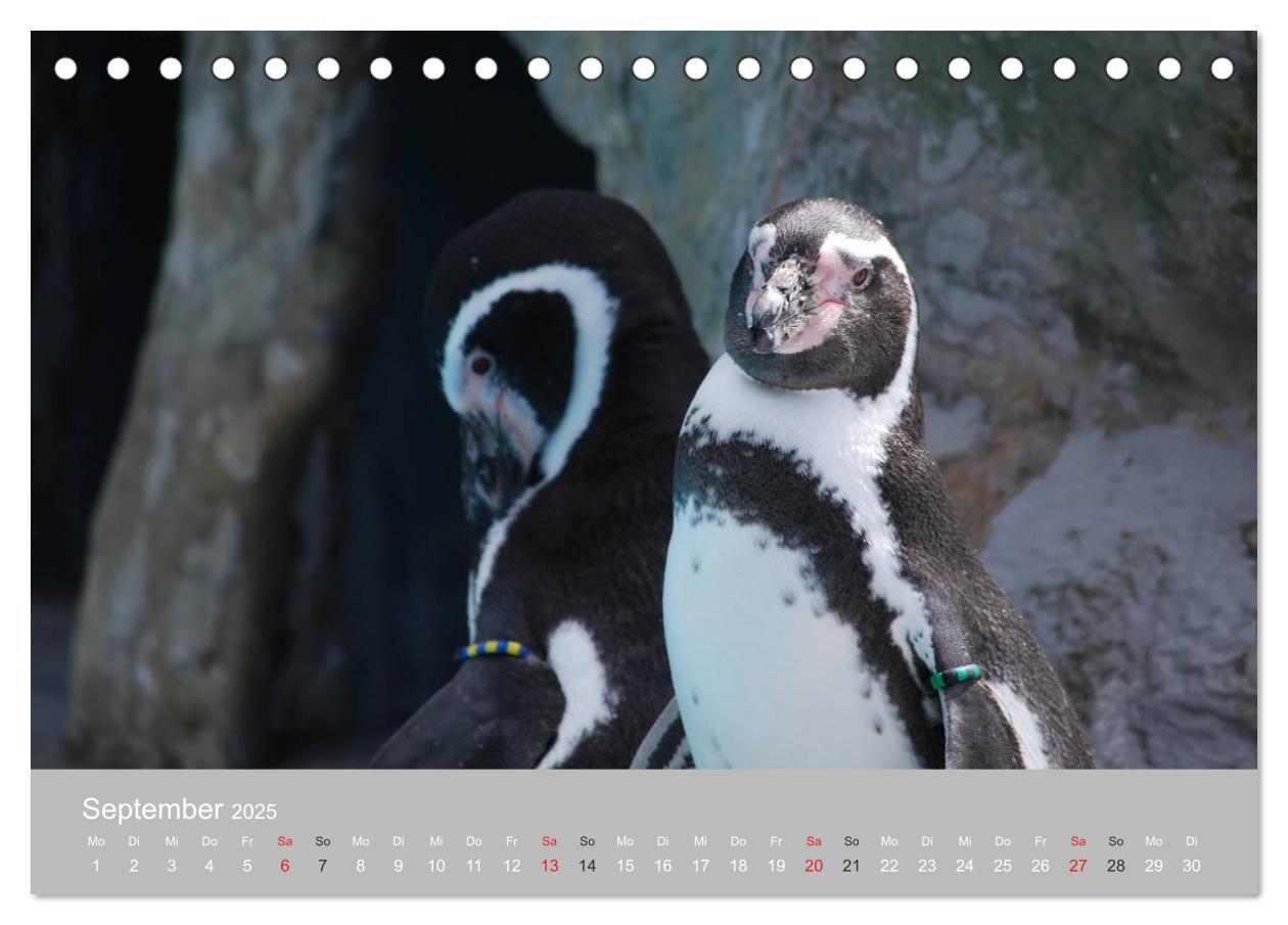 Bild: 9783435789092 | Pinguine 2025 (Tischkalender 2025 DIN A5 quer), CALVENDO...