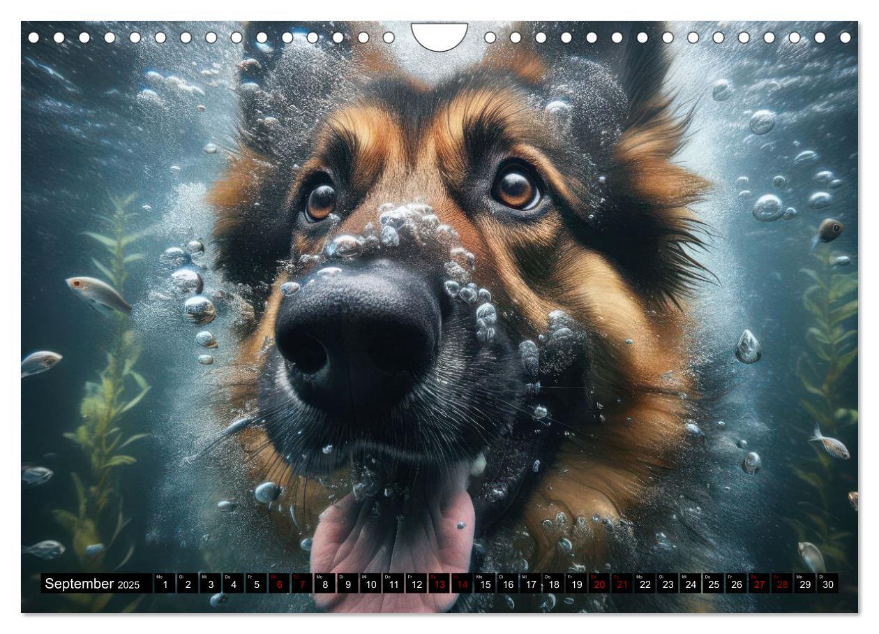 Bild: 9783457150429 | Badespaß - Hunde unter Wasser (Wandkalender 2025 DIN A4 quer),...