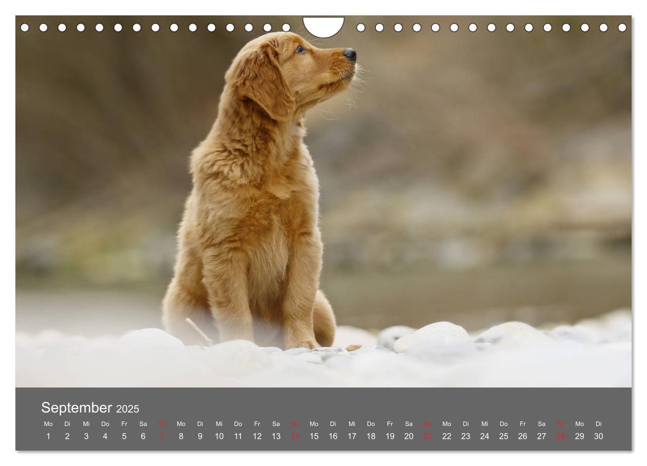 Bild: 9783435307791 | Chesley Kleiner Hund grosse Abenteuer (Wandkalender 2025 DIN A4...