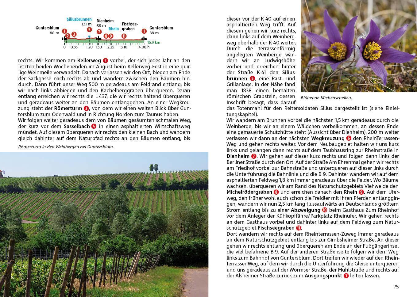 Bild: 9783763343379 | Rheinhessen | Jörg-Thomas Titz | Taschenbuch | Rother Wanderführer