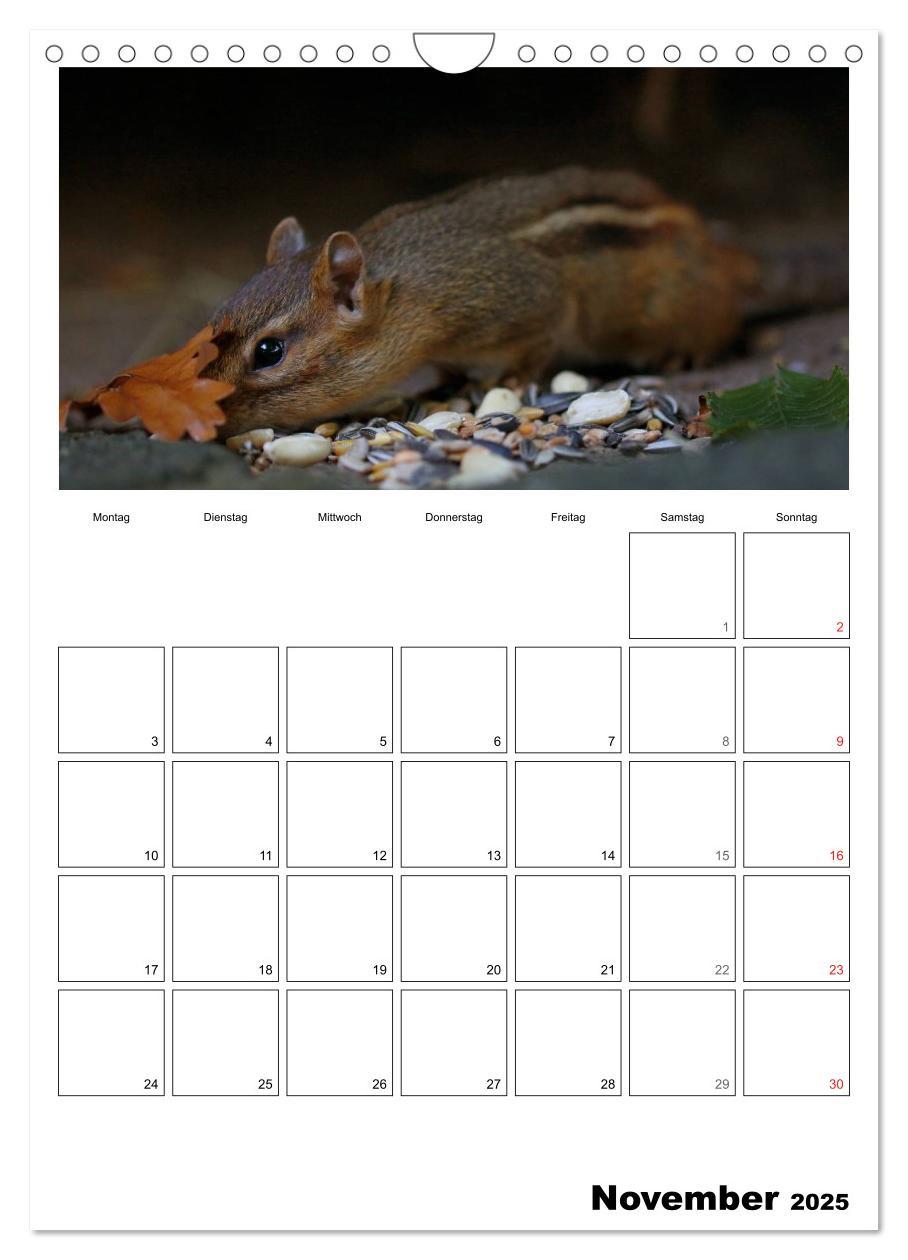 Bild: 9783457026670 | Streifenhörnchen - neugierige Nager (Wandkalender 2025 DIN A4...