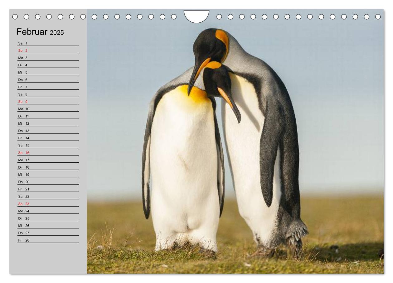 Bild: 9783435550708 | Pinguine - Watscheln im festlichen Kleid (Wandkalender 2025 DIN A4...