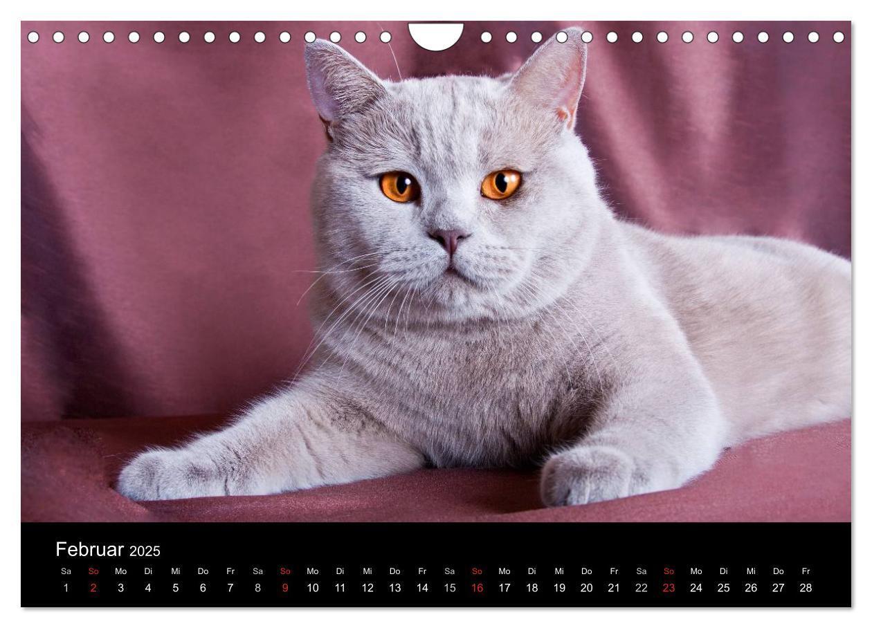 Bild: 9783435833924 | Britisch Kurzhaar Katzen (Wandkalender 2025 DIN A4 quer), CALVENDO...