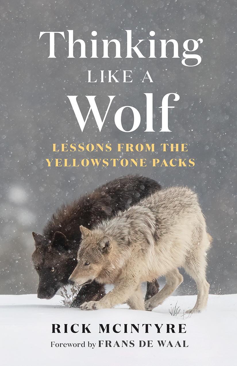 Cover: 9781778401251 | Thinking Like a Wolf | Lessons from the Yellowstone Packs | McIntyre