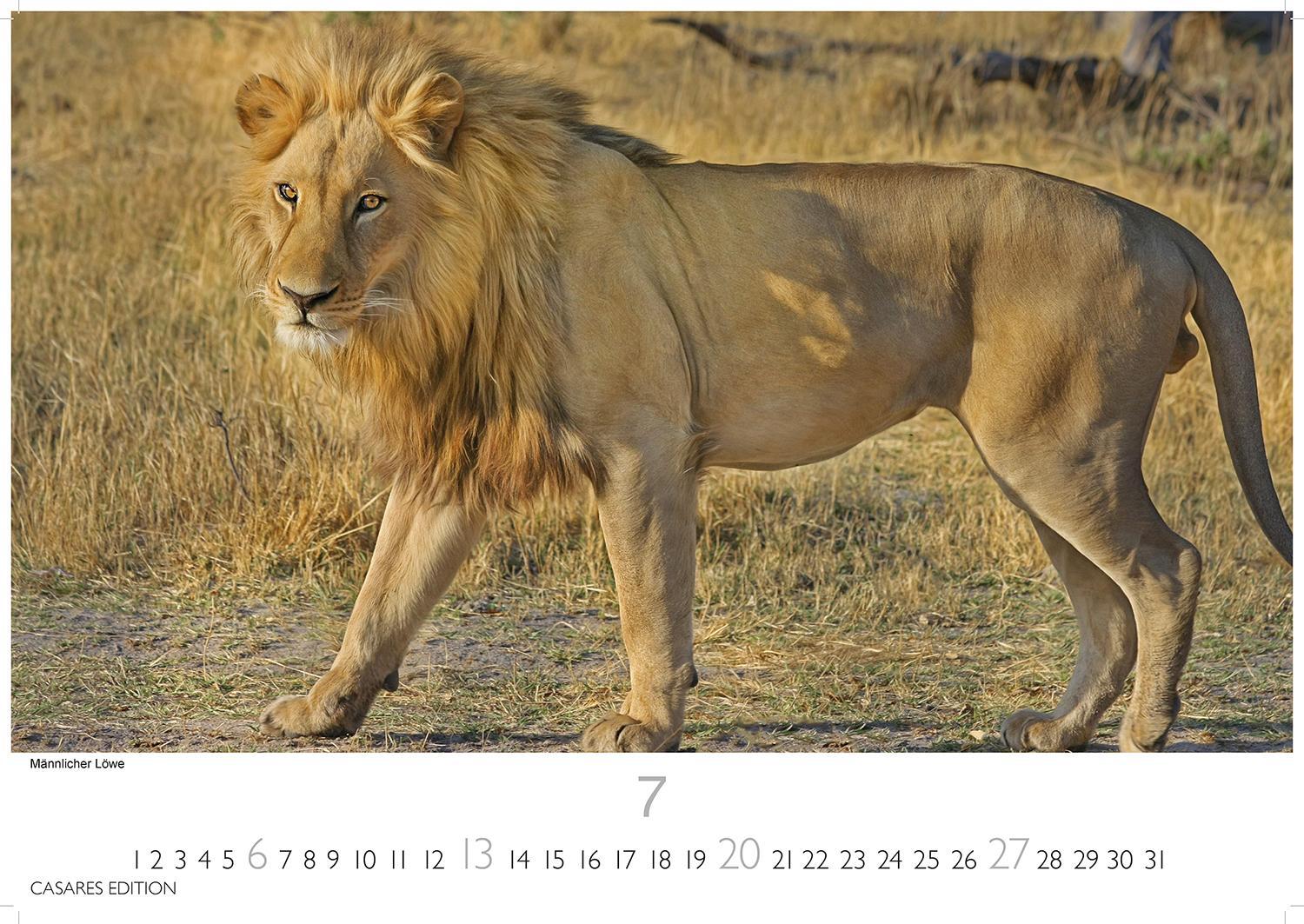 Bild: 9781835241240 | Big Cats 2025 L 35x50cm | Kalender | 14 S. | Deutsch | 2025