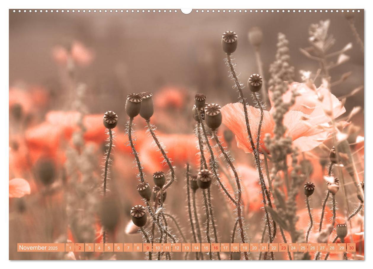 Bild: 9783435287420 | Mohnblumen - Fotografie mit Magie (Wandkalender 2025 DIN A2 quer),...