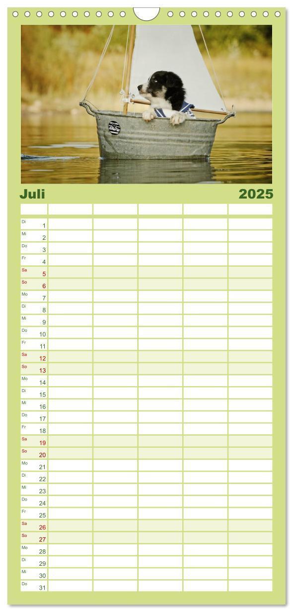 Bild: 9783457110522 | Familienplaner 2025 - Der Bordercollie-Kalender mit 5 Spalten...