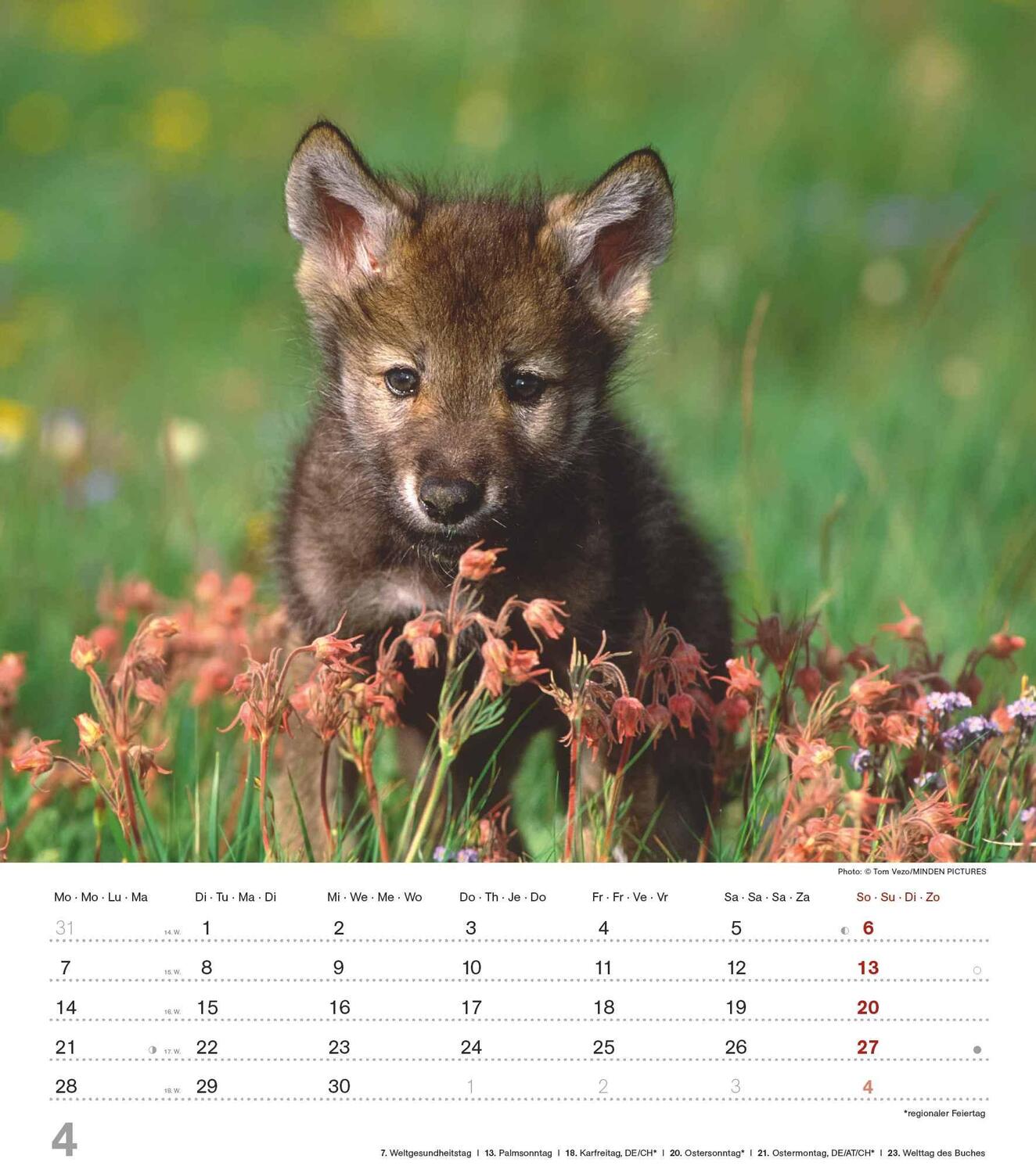 Bild: 4251732342166 | Mythos Wolf 2025 - Foto-Kalender - Wand-Kalender - 30x34 | Wild Wolves