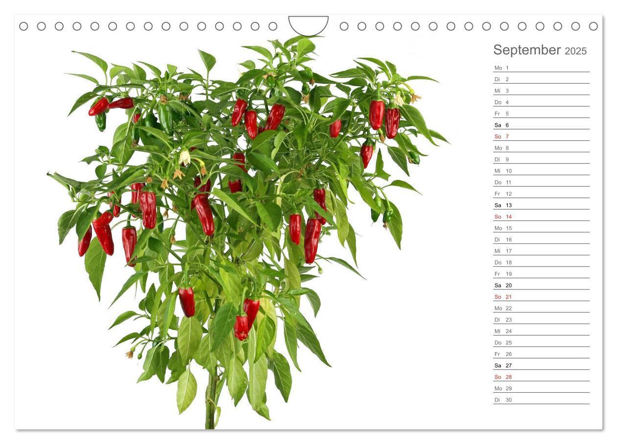 Bild: 9783435560189 | Echt scharf - Der Chili-Küchen-Planer (Wandkalender 2025 DIN A4...