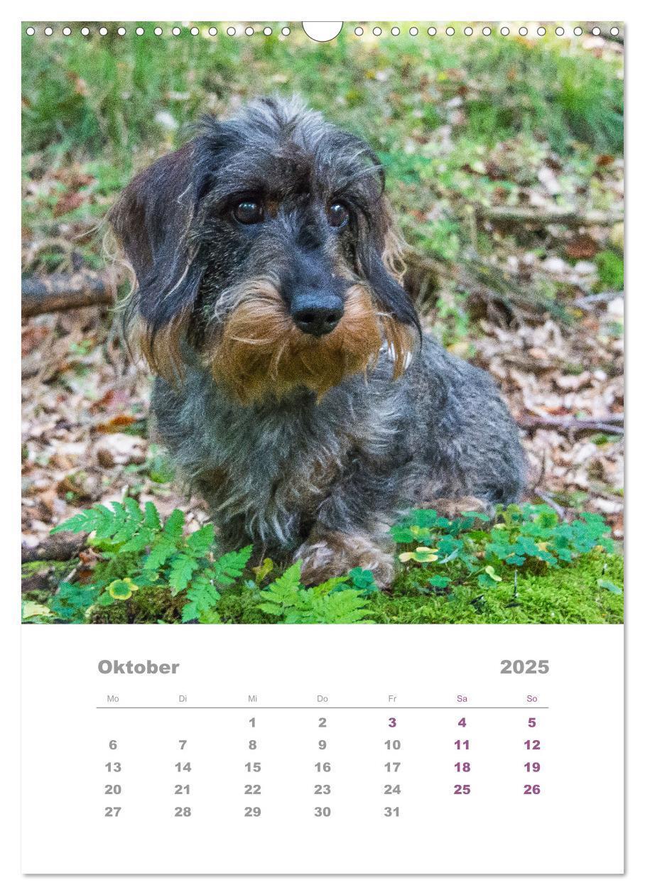 Bild: 9783435892433 | Dackel(augen)blicke (Wandkalender 2025 DIN A3 hoch), CALVENDO...