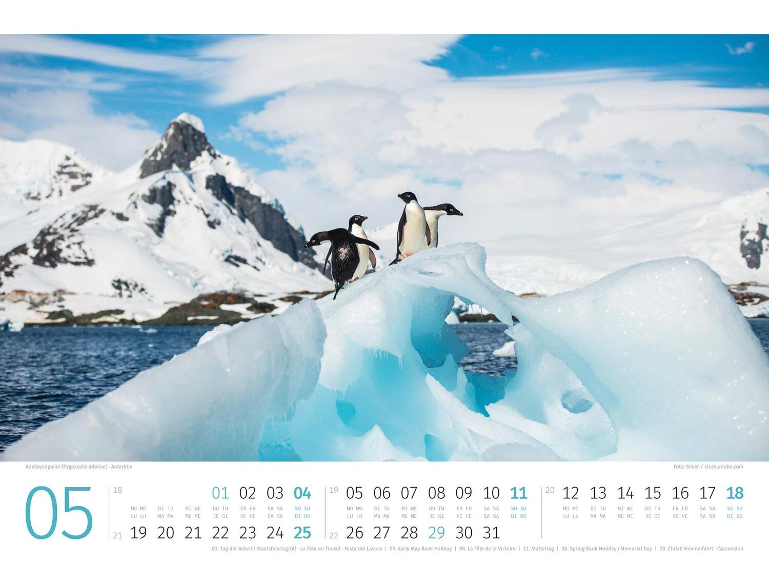 Bild: 9783838425894 | Pinguine Kalender 2025 | Ackermann Kunstverlag | Kalender | 14 S.