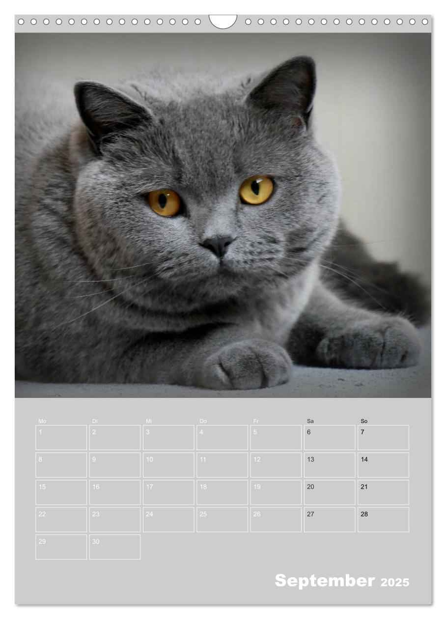 Bild: 9783435992072 | Graue Engel - Britischkurzhaar-Katzen (Wandkalender 2025 DIN A3...