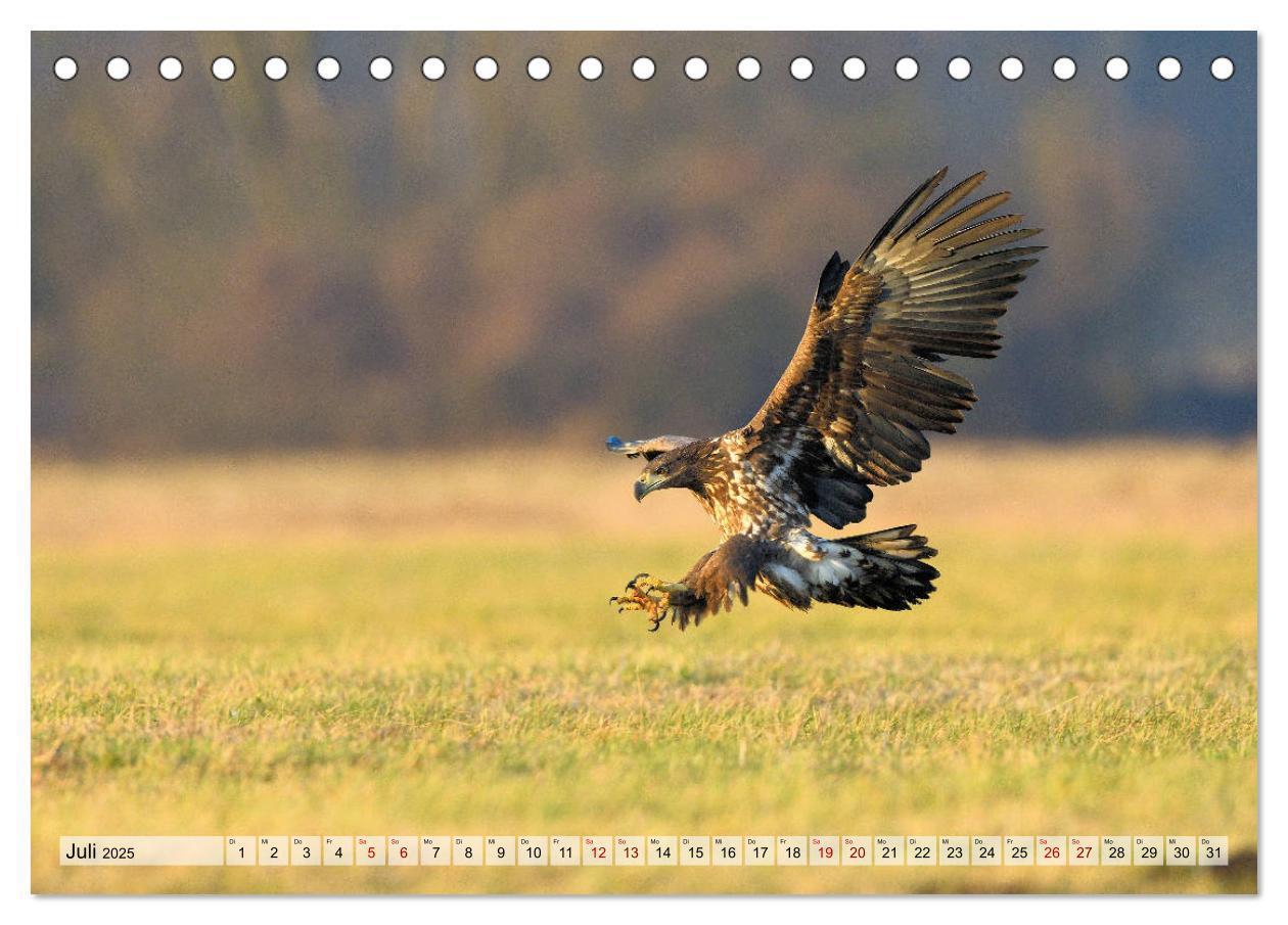 Bild: 9783435229680 | Majestätische Seeadler (Tischkalender 2025 DIN A5 quer), CALVENDO...