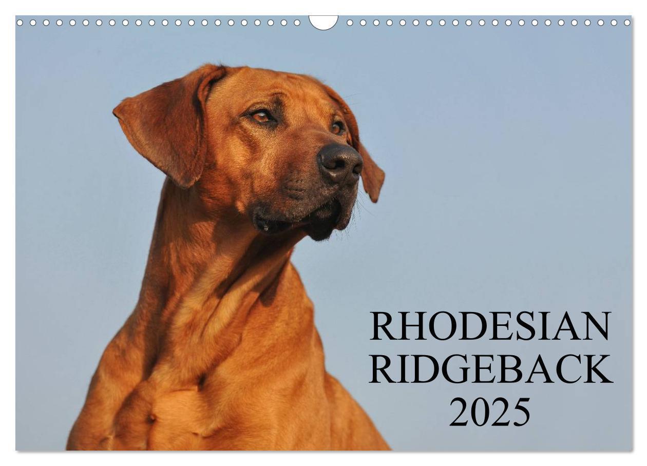 Cover: 9783435759750 | Rhodesian Ridgeback 2025 (Wandkalender 2025 DIN A3 quer), CALVENDO...