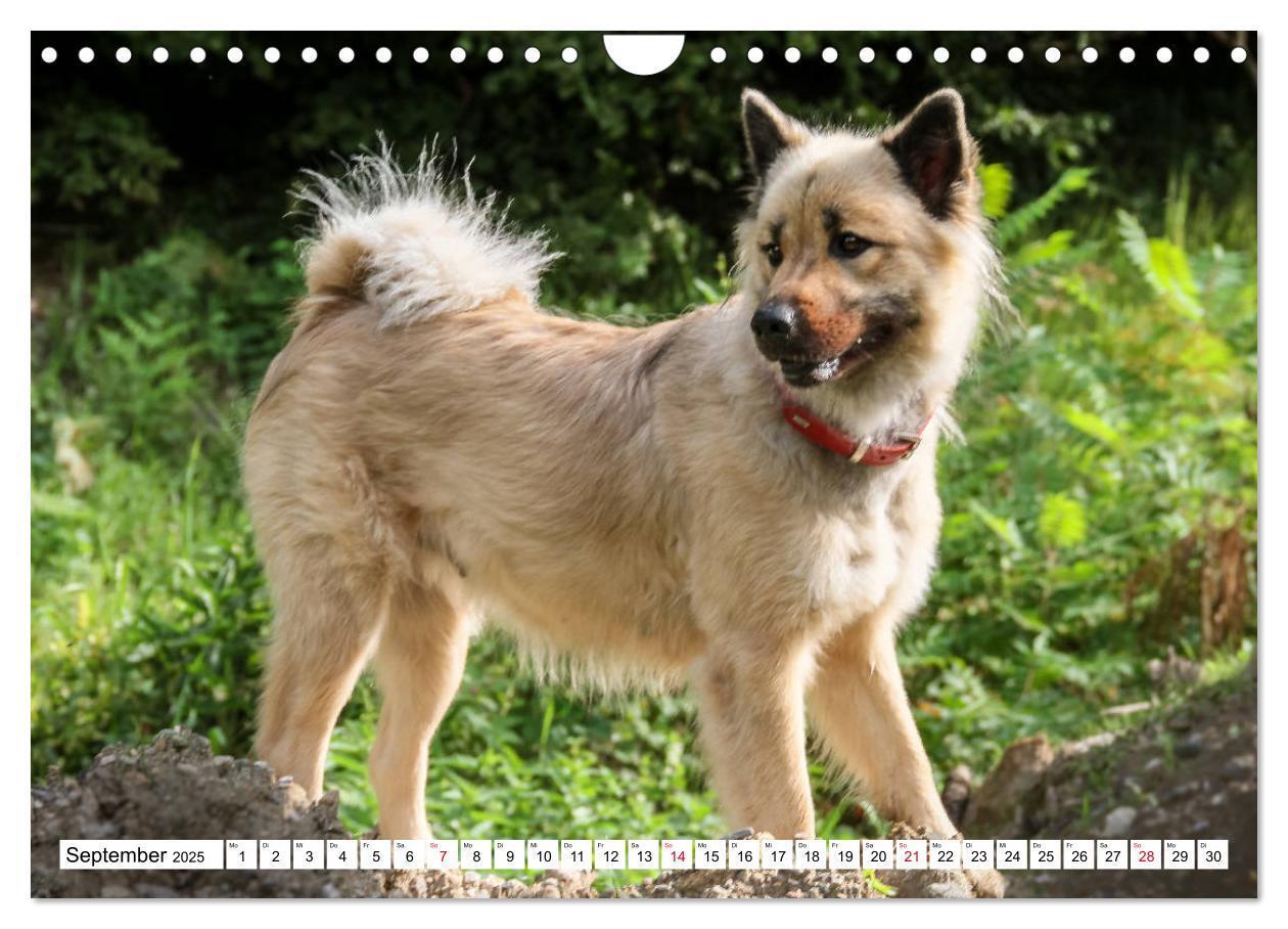 Bild: 9783435335909 | Eurasier, der Hund im Wolfspelz (Wandkalender 2025 DIN A4 quer),...