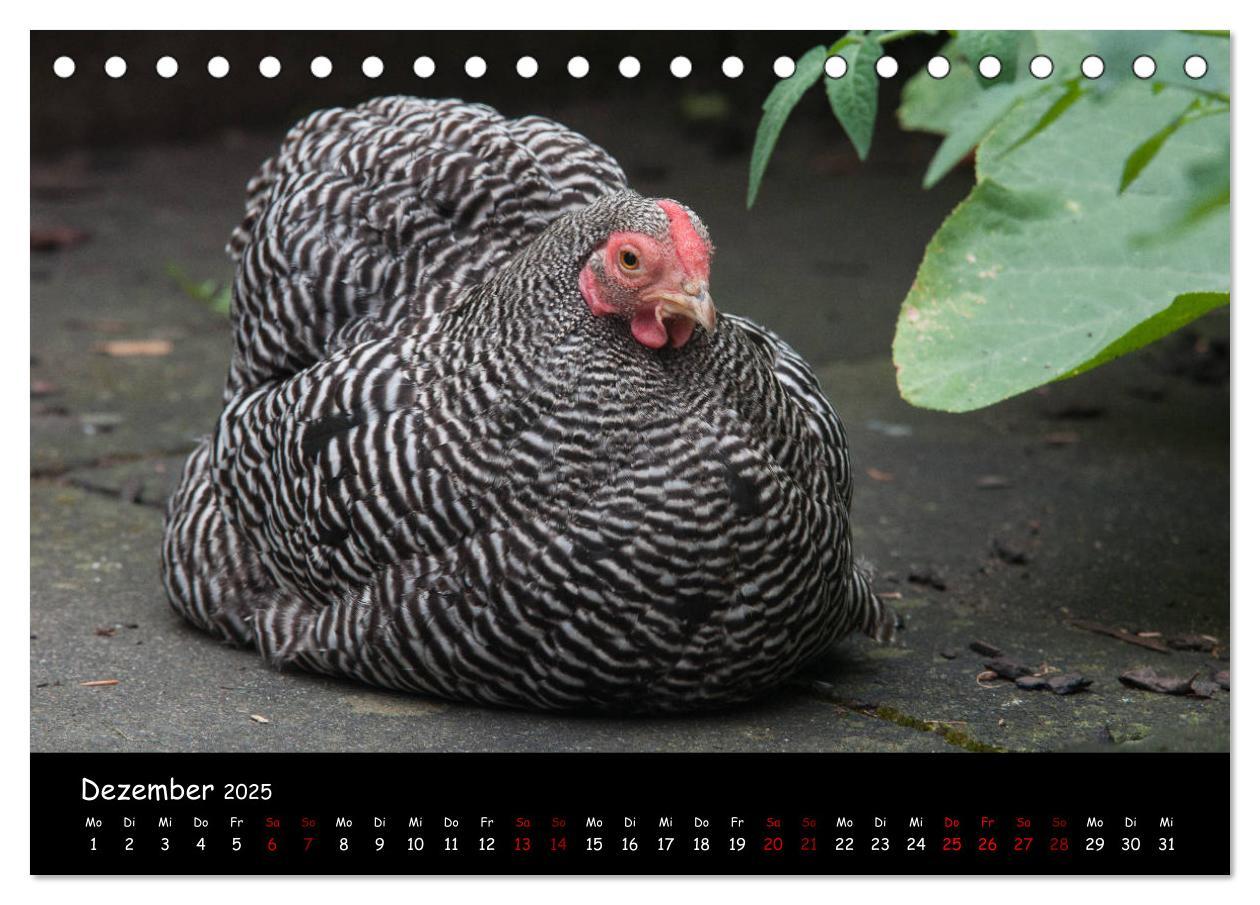 Bild: 9783435448142 | Neues von den Gartenhühnern (Tischkalender 2025 DIN A5 quer),...