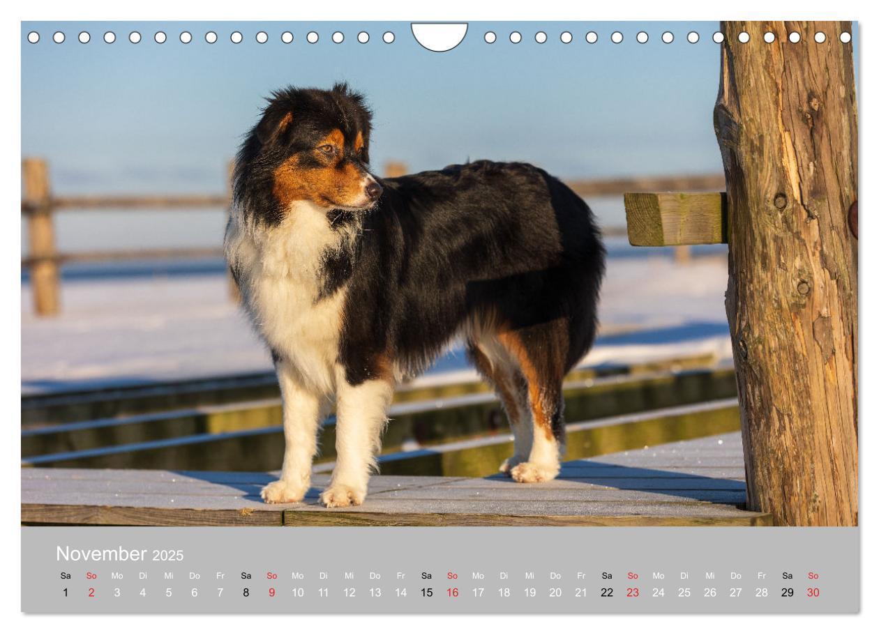 Bild: 9783435673247 | Australian Shepherd 2025 (Wandkalender 2025 DIN A4 quer), CALVENDO...