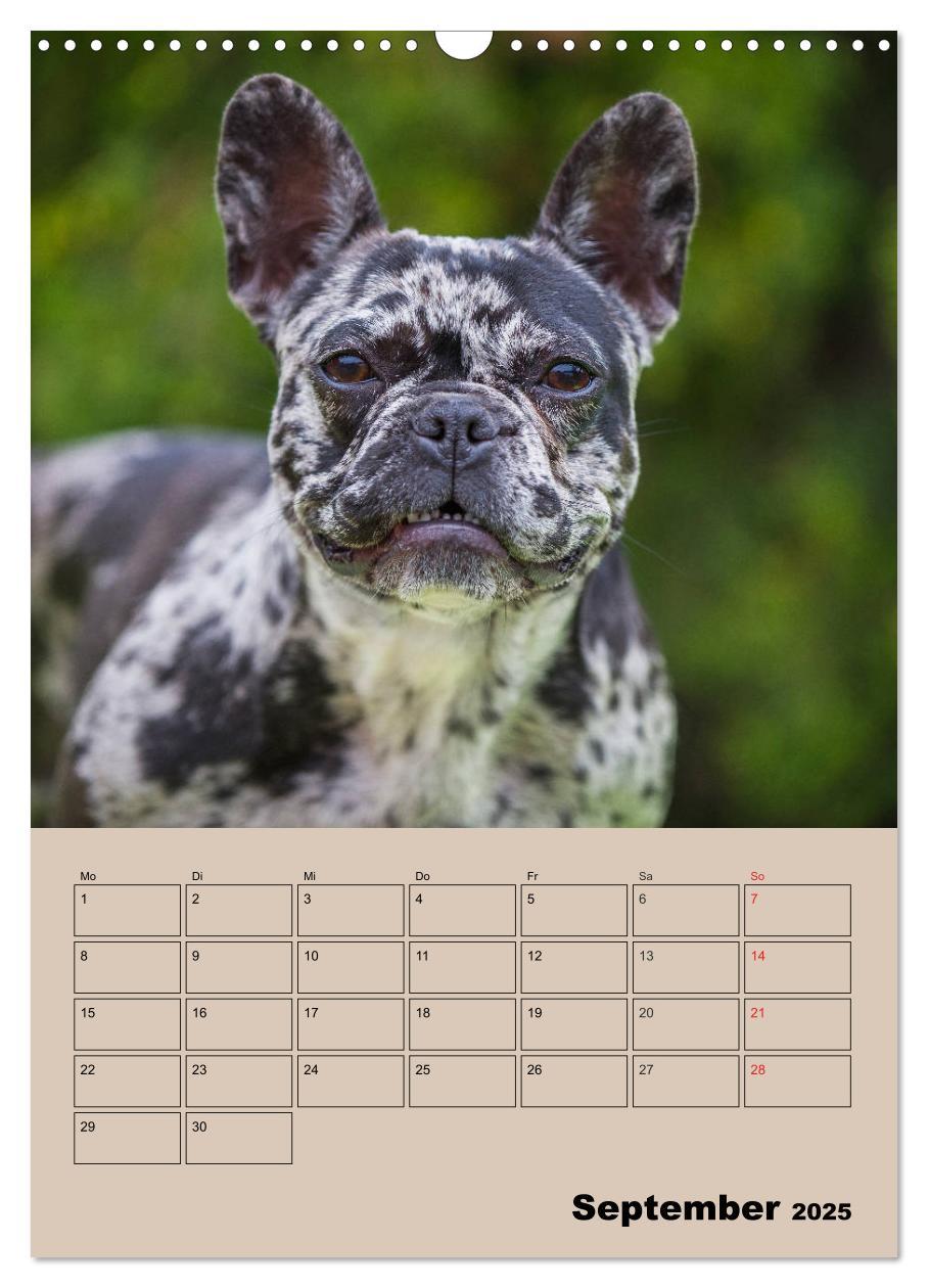 Bild: 9783435959259 | Jahresplaner Französische Bulldogge (Wandkalender 2025 DIN A3...