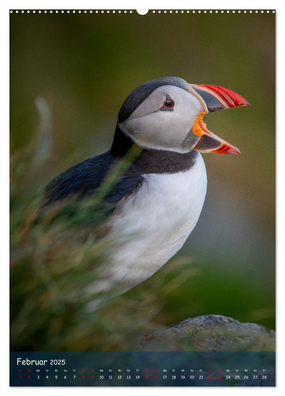 Bild: 9783435849390 | Naturerlebnis Puffin (Wandkalender 2025 DIN A2 hoch), CALVENDO...