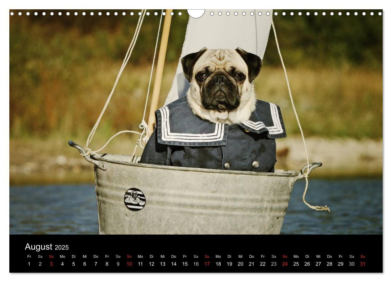 Bild: 9783435770557 | Der MOPS-Kalender (Wandkalender 2025 DIN A3 quer), CALVENDO...