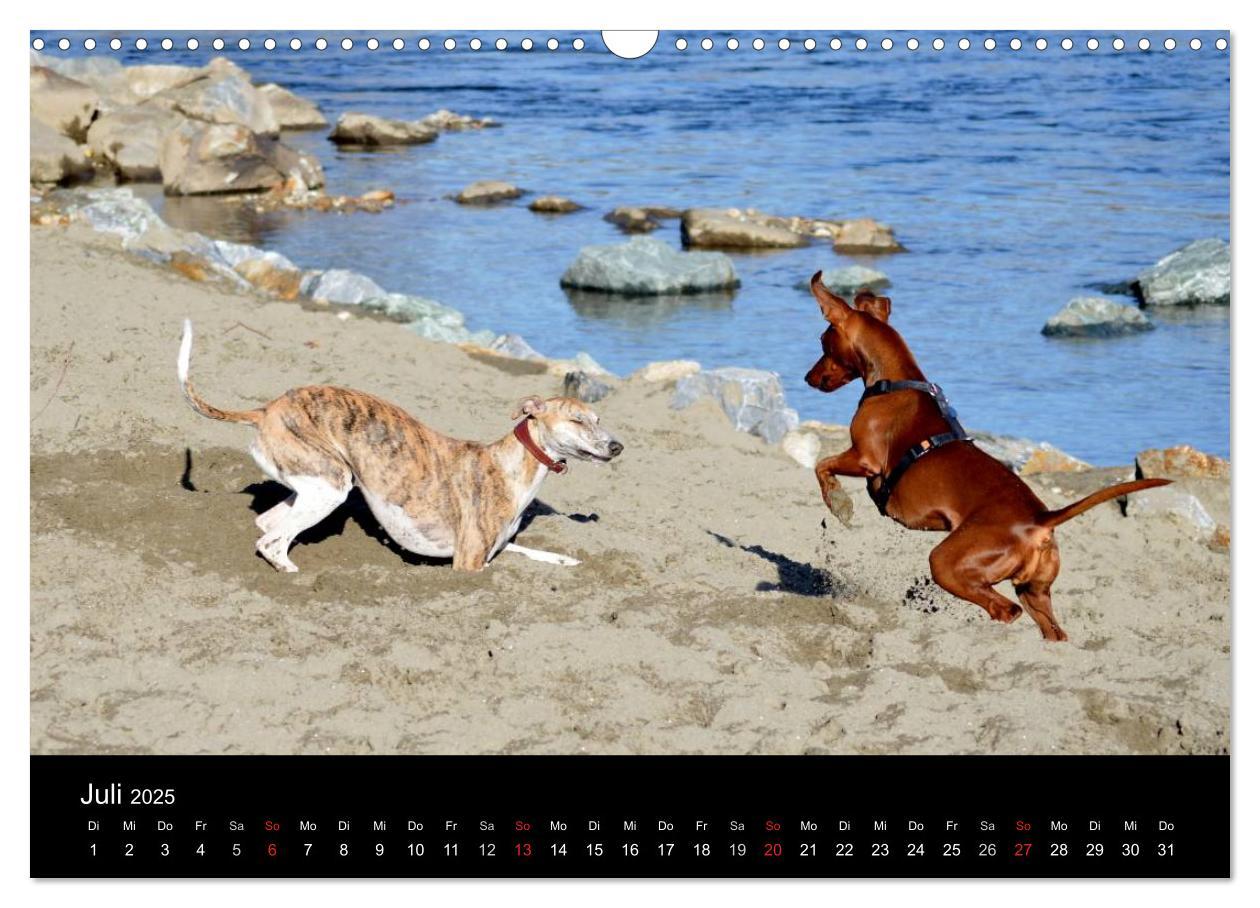 Bild: 9783435634385 | Whippets in Aktion (Wandkalender 2025 DIN A3 quer), CALVENDO...