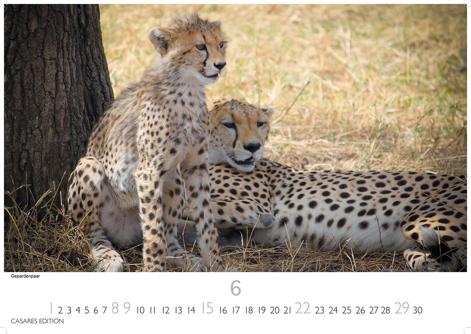 Bild: 9781835241257 | Big Cats 2025 S 24x35cm | Kalender | 14 S. | Deutsch | 2025