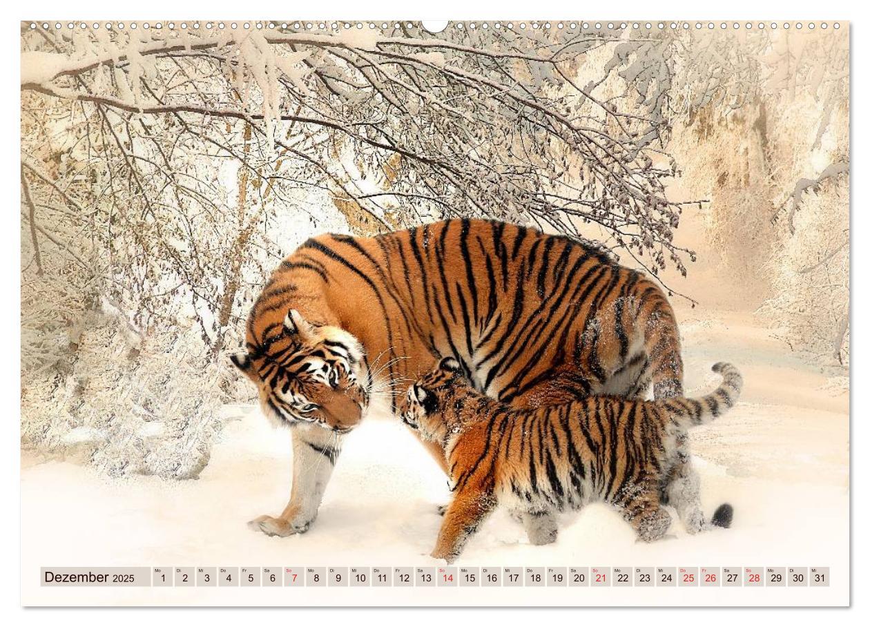 Bild: 9783435738168 | Tiger. Gestreift, wild u. schön (Wandkalender 2025 DIN A2 quer),...