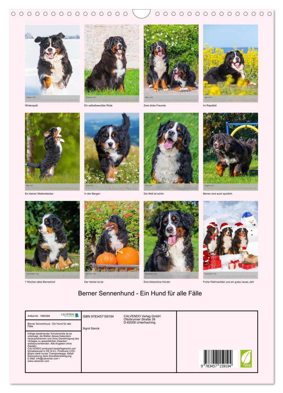 Bild: 9783457159194 | Berner Sennenhund - Ein Hund für alle Fälle (Wandkalender 2025 DIN...