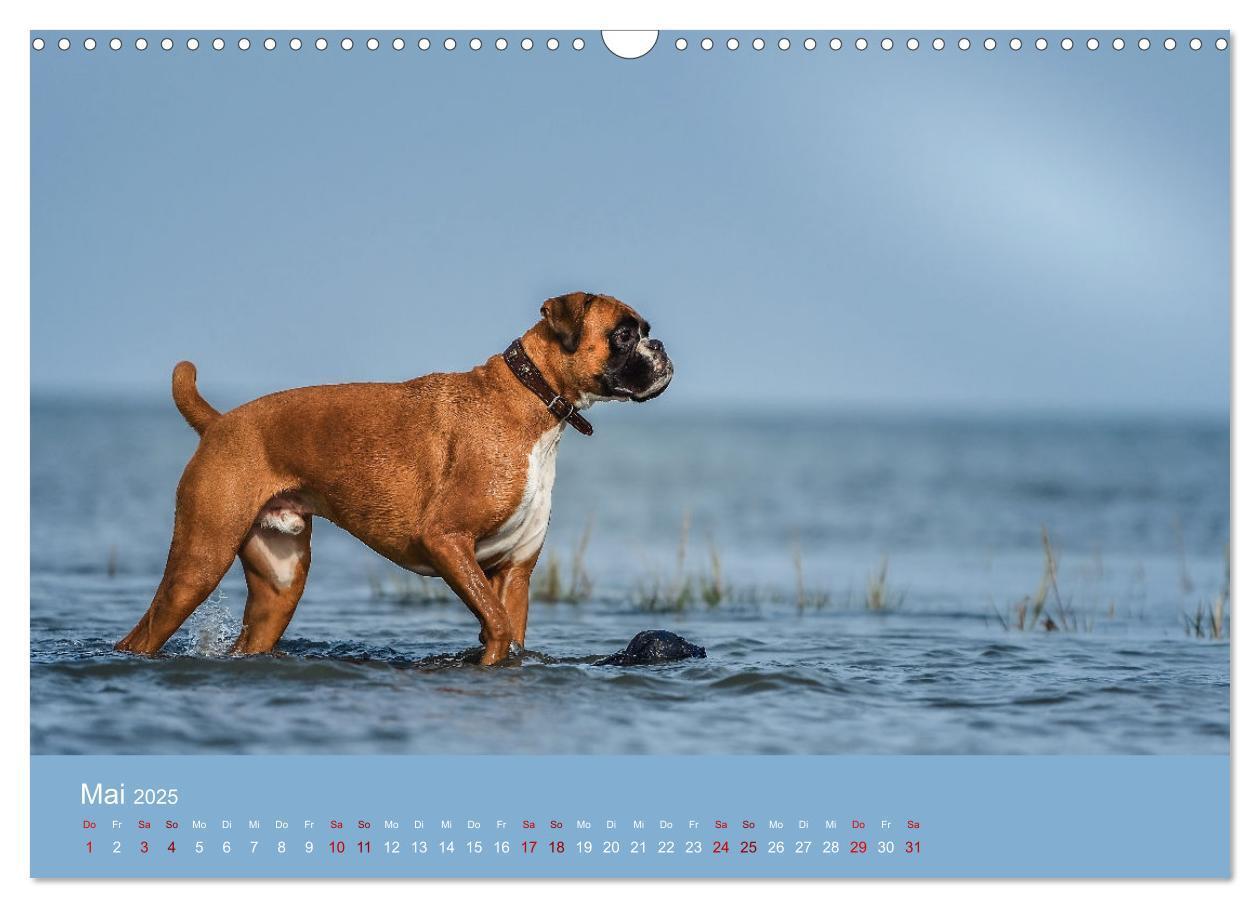 Bild: 9783383856235 | Fantastische Boxer - Sieger der Herzen (Wandkalender 2025 DIN A3...