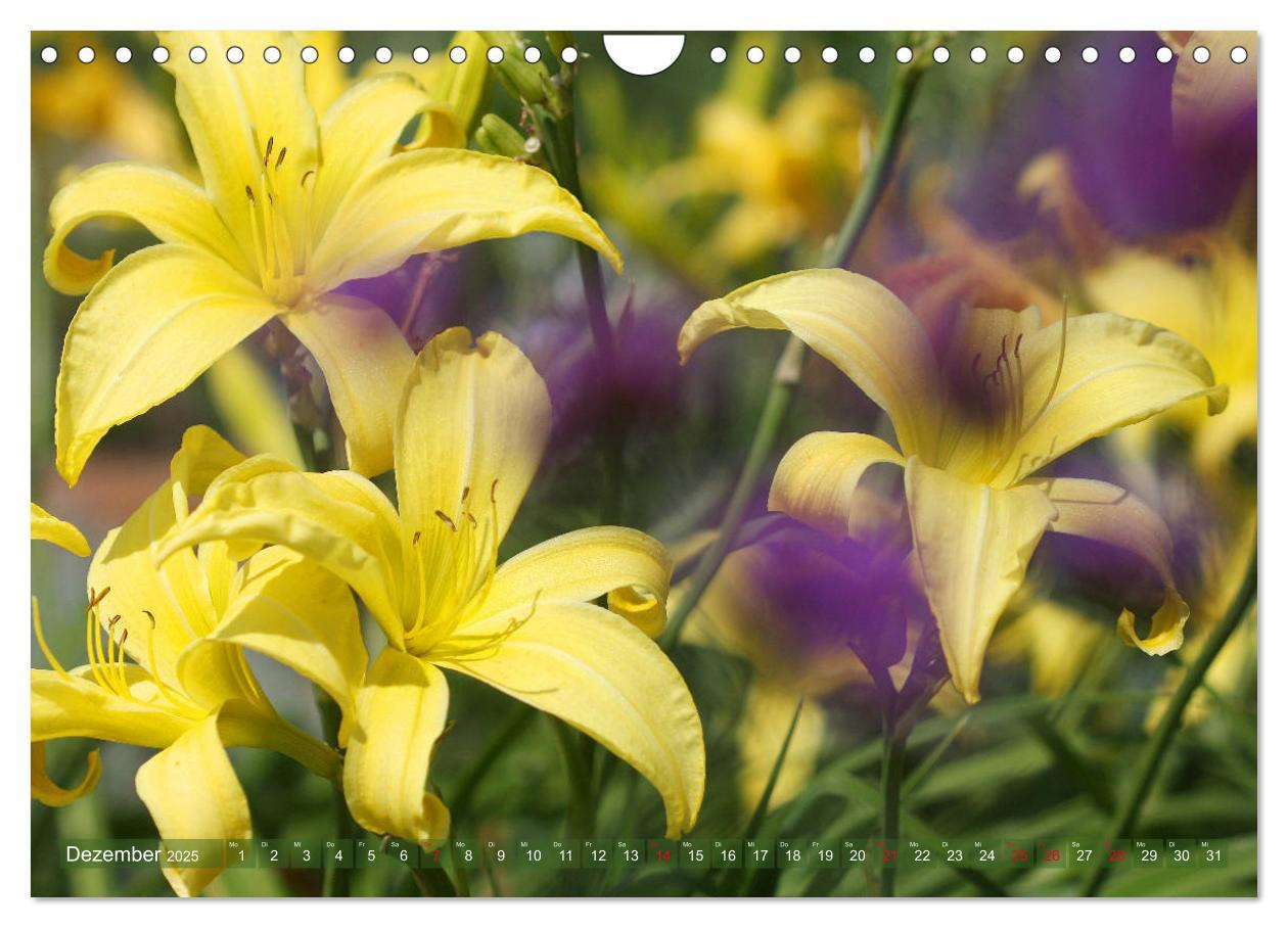 Bild: 9783435297092 | Taglilien im Garten (Wandkalender 2025 DIN A4 quer), CALVENDO...