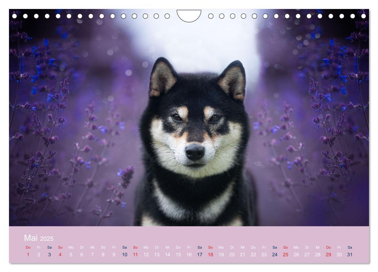 Bild: 9783457234167 | Shiba Inu - mutig, treu, selbstbewusst (Wandkalender 2025 DIN A4...