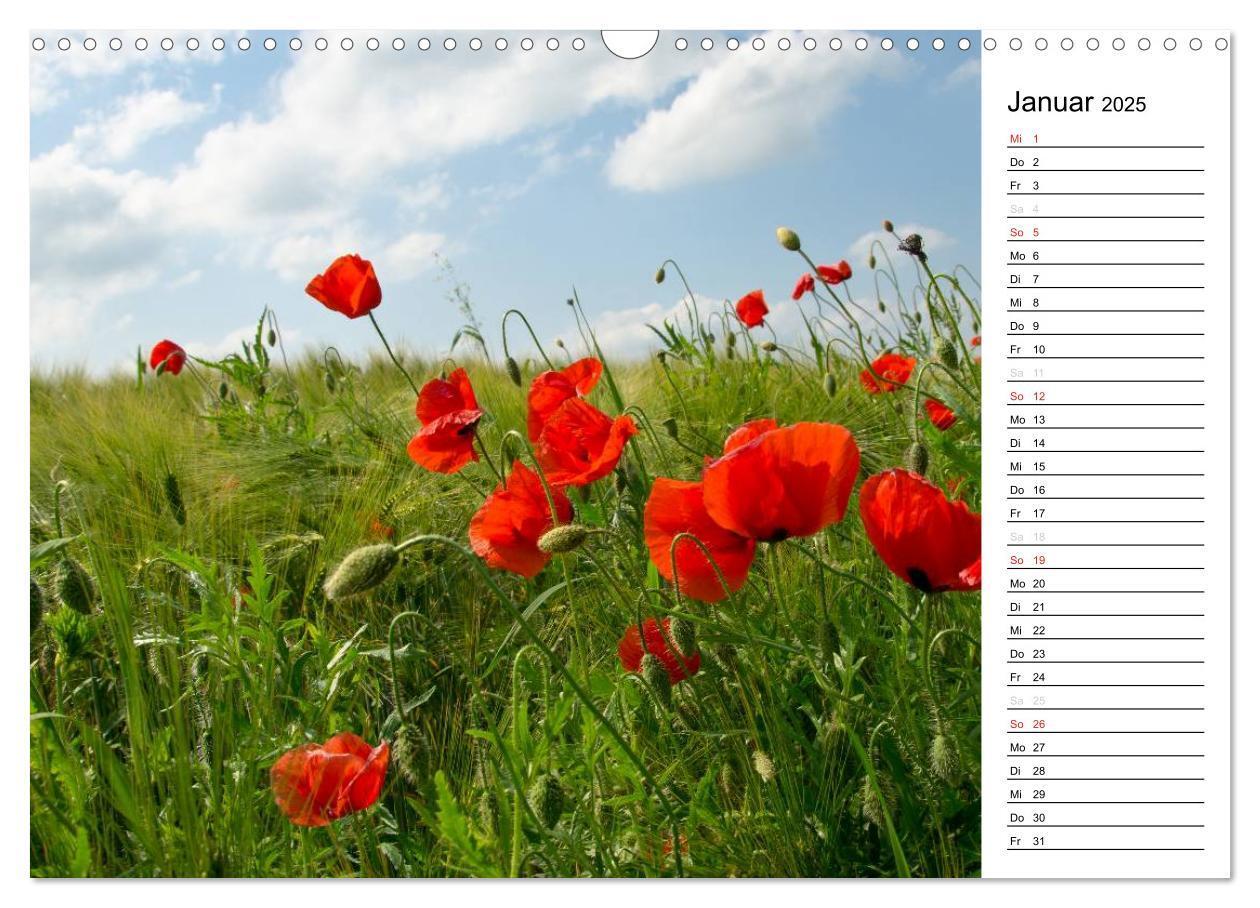 Bild: 9783435218288 | Ein Traum von Mohn (Wandkalender 2025 DIN A3 quer), CALVENDO...