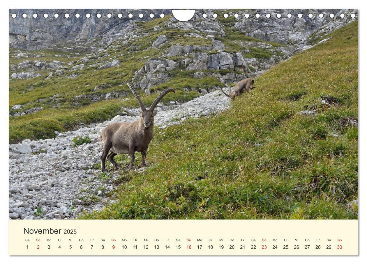 Bild: 9783435192496 | Wanderglück im Allgäu (Wandkalender 2025 DIN A4 quer), CALVENDO...