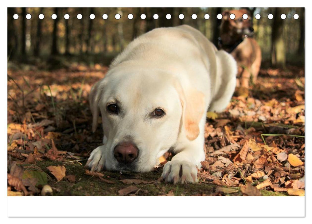 Bild: 9783435754830 | Labrador Retriever 2025 (Tischkalender 2025 DIN A5 quer), CALVENDO...