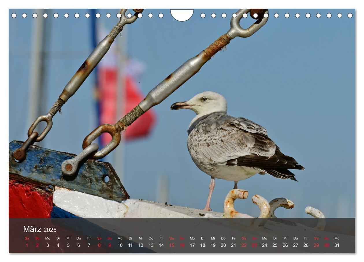 Bild: 9783383926334 | Strand und Küste - Möwen (Wandkalender 2025 DIN A4 quer), CALVENDO...