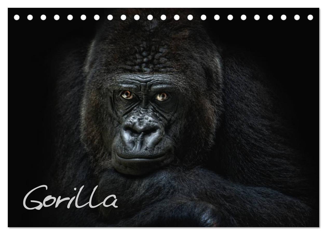 Cover: 9783435726028 | Gorilla (Tischkalender 2025 DIN A5 quer), CALVENDO Monatskalender