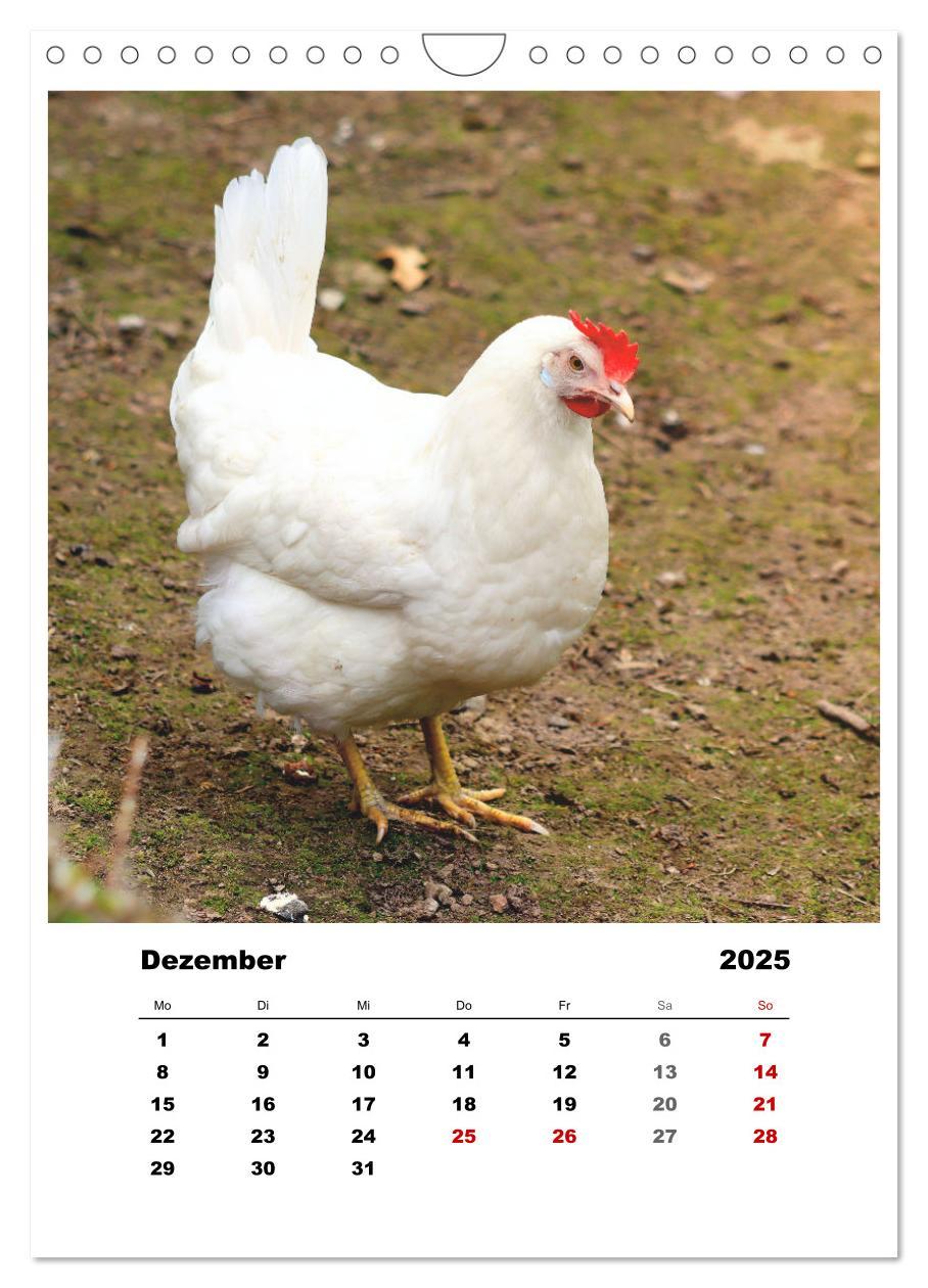 Bild: 9783435928521 | Bauernhoftiere, ganz nah dran (Wandkalender 2025 DIN A4 hoch),...