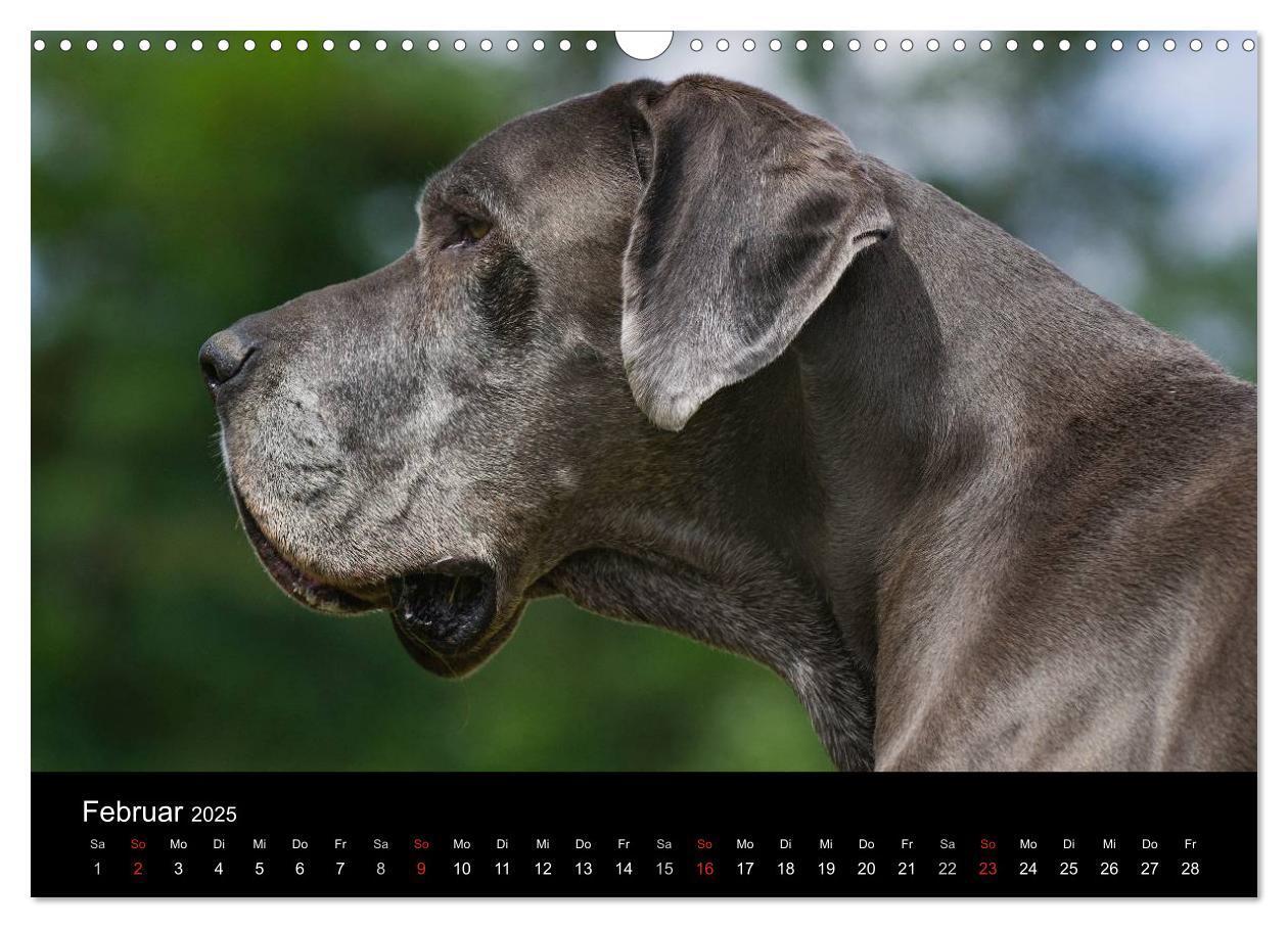 Bild: 9783435761890 | Deutsche Dogge 2025 (Wandkalender 2025 DIN A3 quer), CALVENDO...