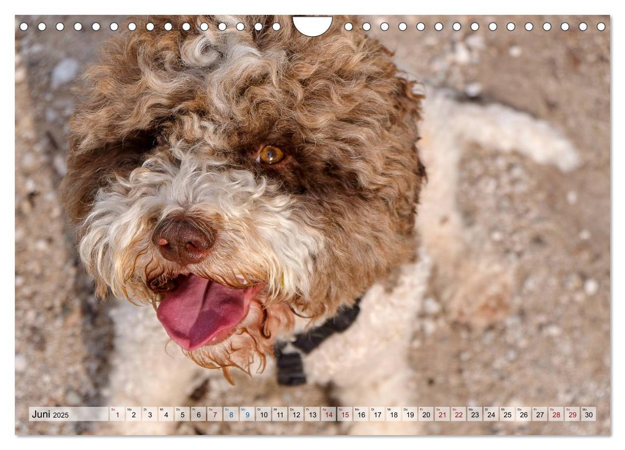 Bild: 9783435296095 | Lagotto Romagnolo in den Alpen 2025 (Wandkalender 2025 DIN A4...