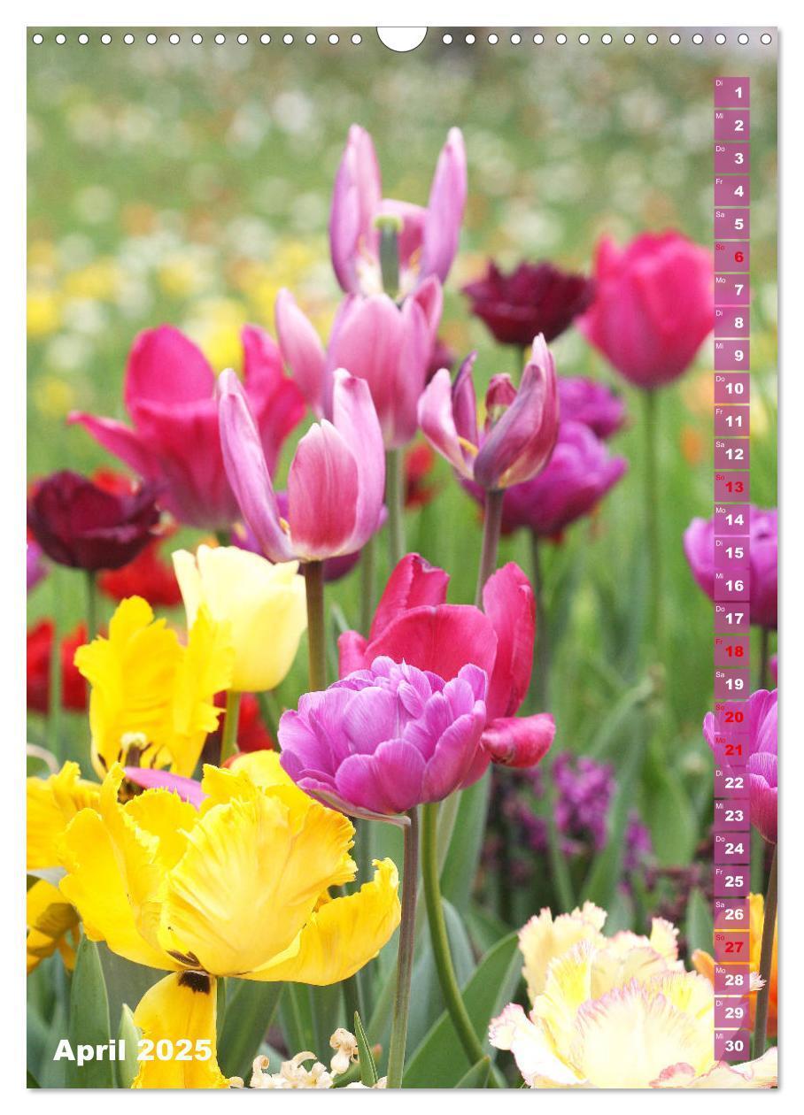 Bild: 9783435966134 | Bunte Tulpenpracht (Wandkalender 2025 DIN A3 hoch), CALVENDO...