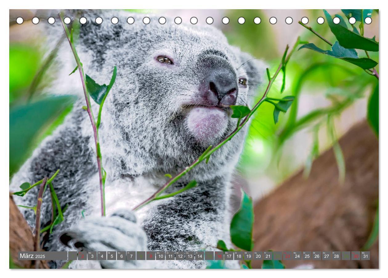 Bild: 9783435159741 | Koalas - Kuscheliges Symbol Australiens (Tischkalender 2025 DIN A5...