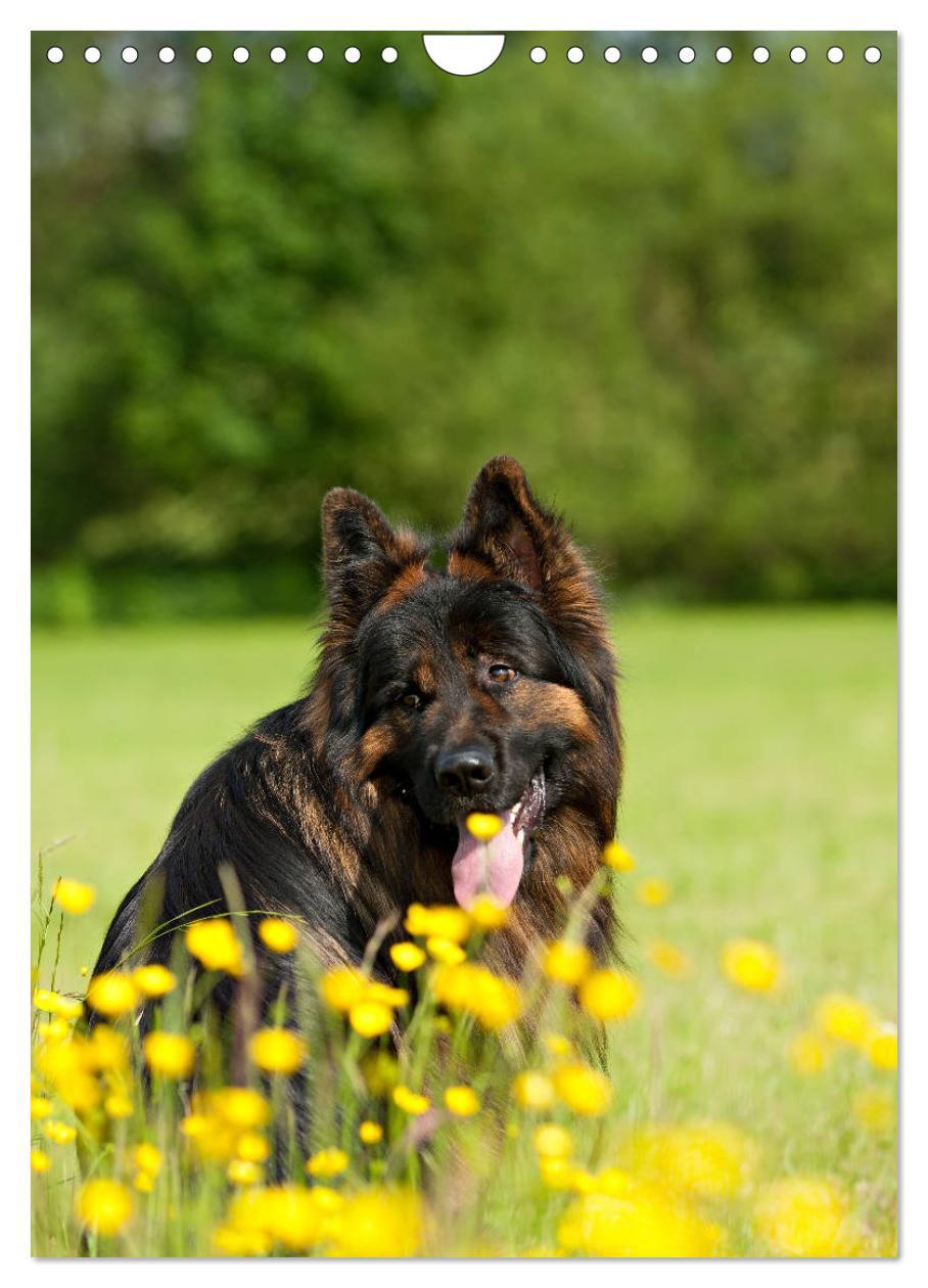 Bild: 9783457001493 | Schäferhunde Langstockhaar zum verlieben (Wandkalender 2025 DIN A4...