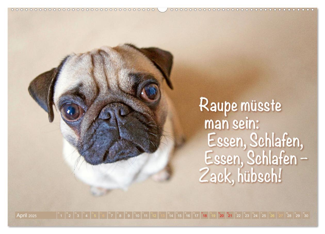 Bild: 9783435070466 | Der Mops: Nicht klein, sondern aufs Wesentliche reduziert. Edition...