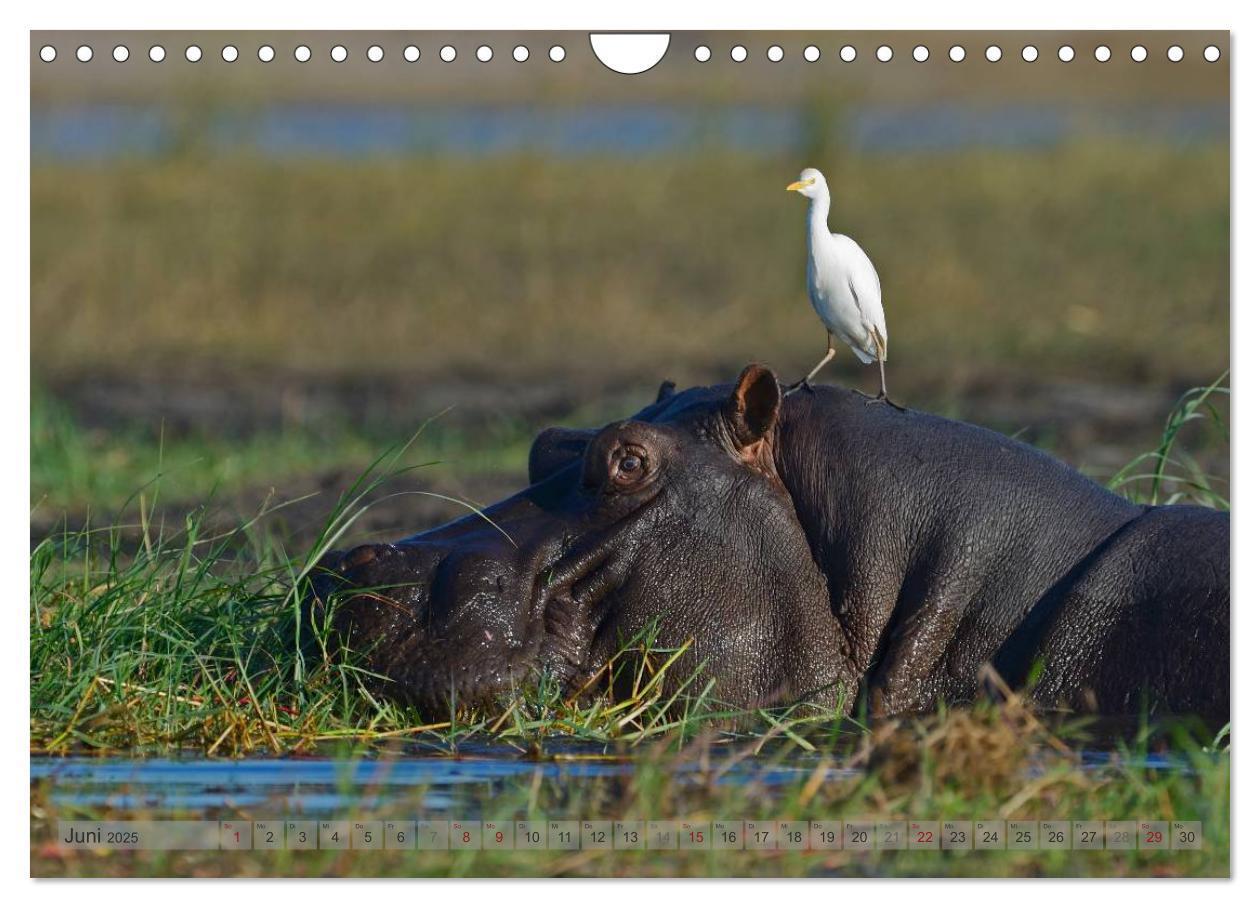 Bild: 9783435761456 | Flusspferde Magie des Augenblicks - Hippos in Afrika (Wandkalender...