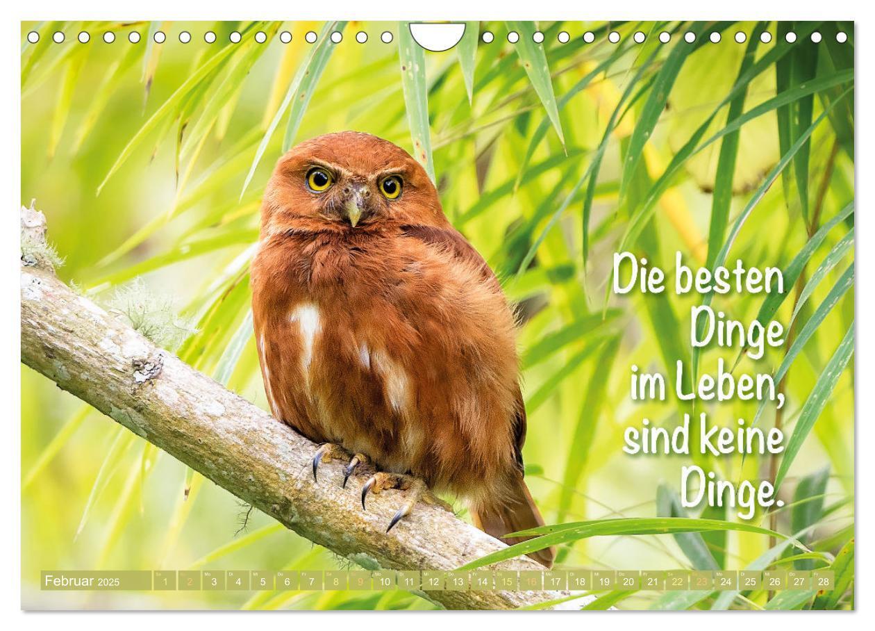 Bild: 9783457179482 | Die Eulen sind los: Edition lustige Tiere (Wandkalender 2025 DIN A4...