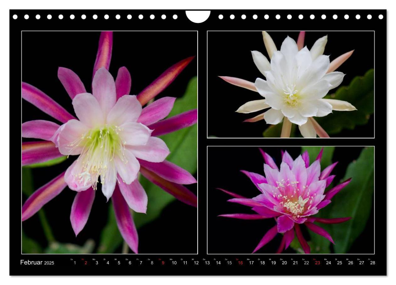 Bild: 9783435637171 | Epiphyllum-Hybriden (Wandkalender 2025 DIN A4 quer), CALVENDO...